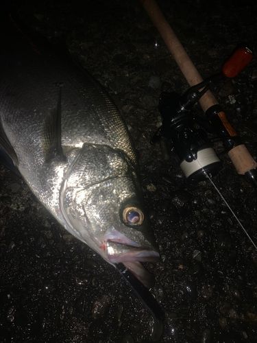 ヒラスズキの釣果