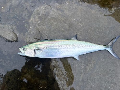 サゴシの釣果