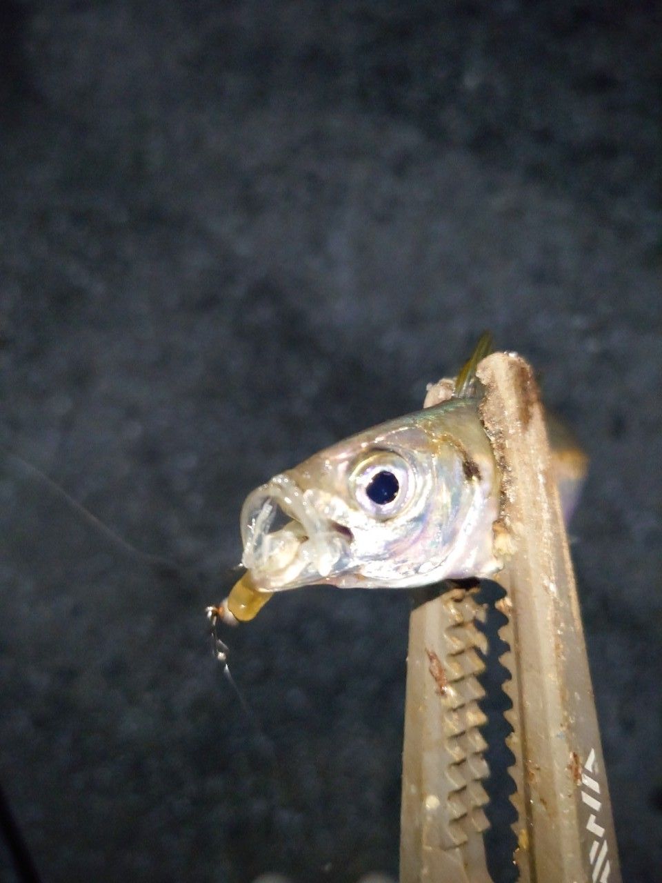 アジ