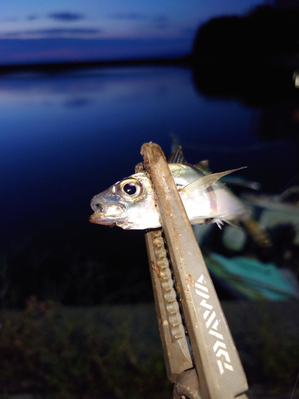 アジ