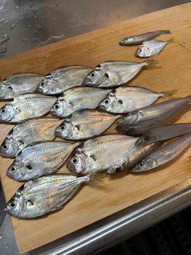 ヒイラギの釣果