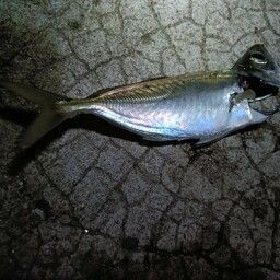 アジ