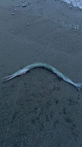 ダツの釣果