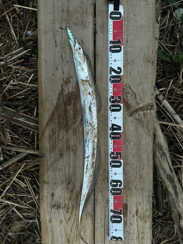 タチウオの釣果