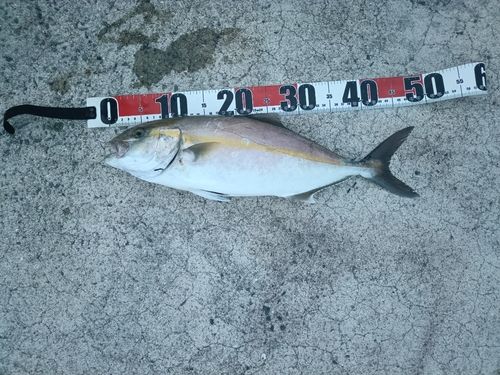 シオの釣果