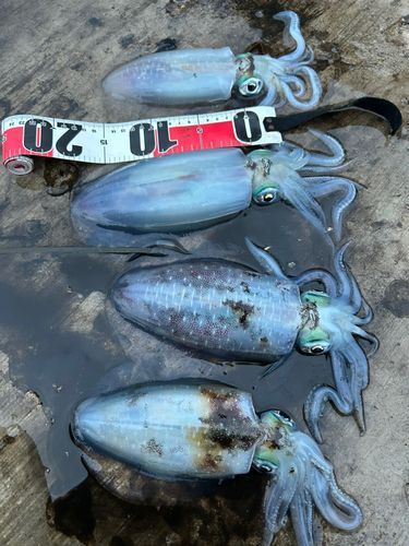アオリイカの釣果