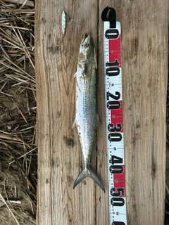 サゴシの釣果