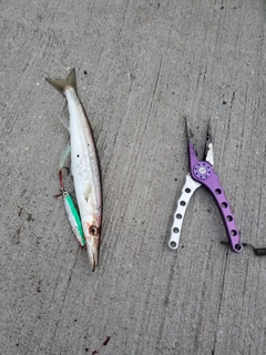 カマスの釣果