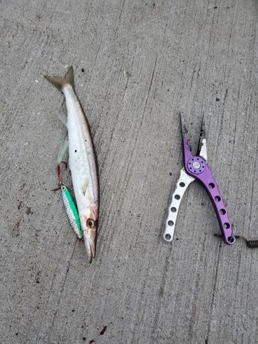 カマスの釣果