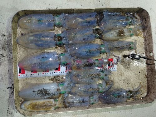 アオリイカの釣果