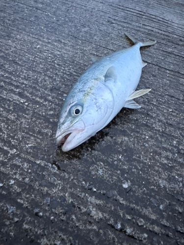 ワカシの釣果