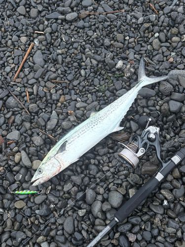 サゴシの釣果
