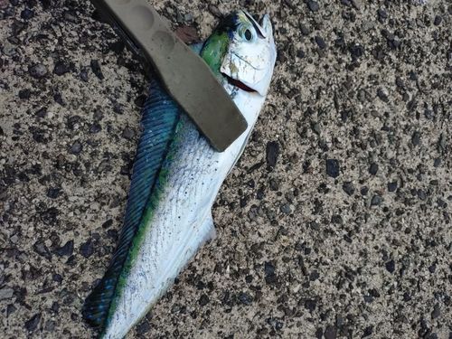 シイラの釣果