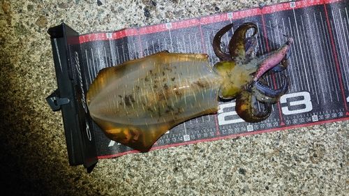 アオリイカの釣果