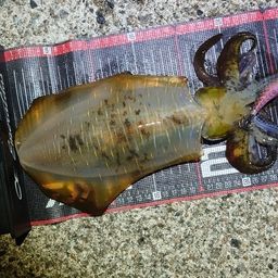 アオリイカ