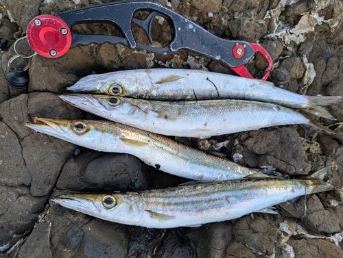 カマスの釣果