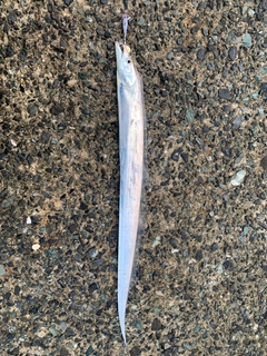 タチウオの釣果