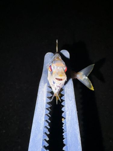 ヒイラギの釣果