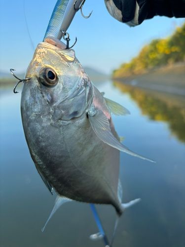 メッキの釣果