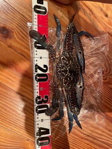タイワンガザミの釣果