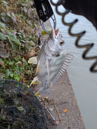 キビレの釣果