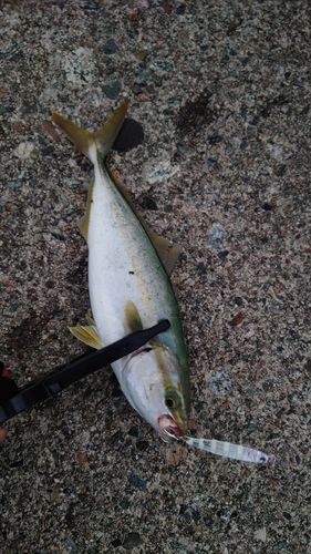 ツバスの釣果