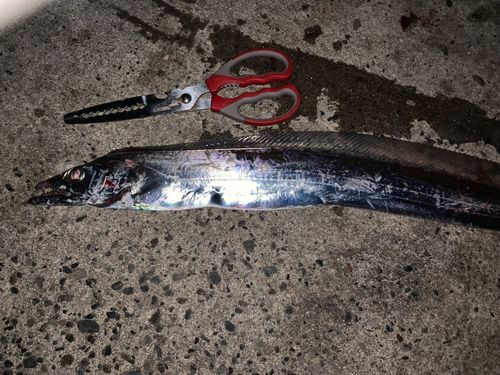 タチウオの釣果