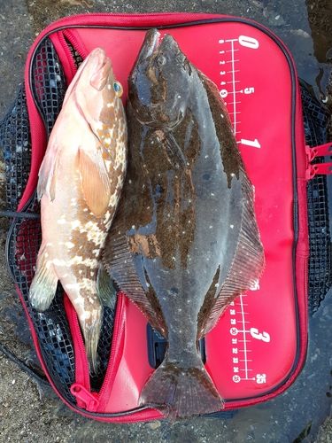 ヒラメの釣果