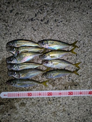 アジの釣果