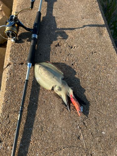 モンゴウイカの釣果