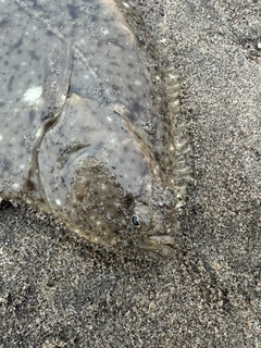 イシガレイの釣果