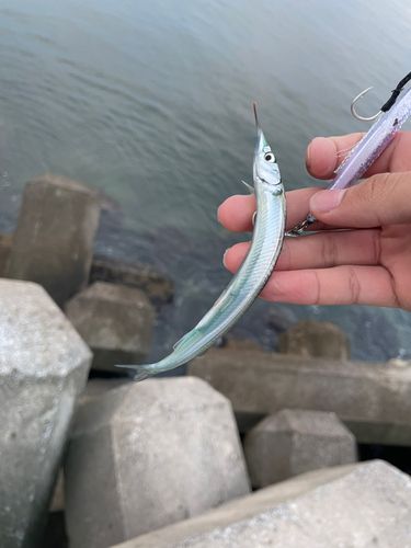 サヨリの釣果