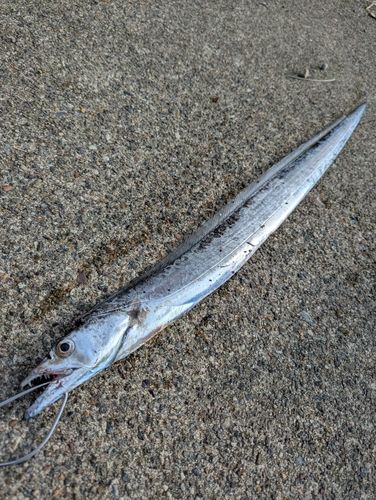 タチウオの釣果