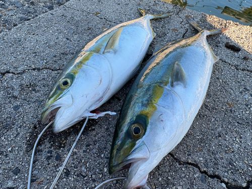 ブリの釣果
