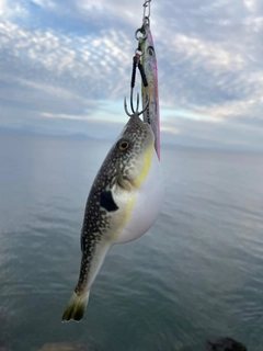 クサフグの釣果