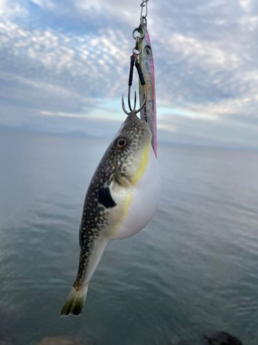 クサフグの釣果