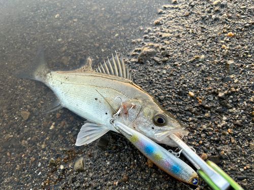 シーバスの釣果