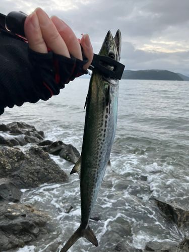 サゴシの釣果