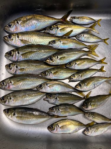 アジの釣果