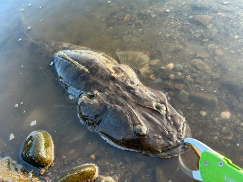 マゴチの釣果