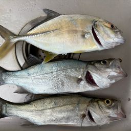 アジ