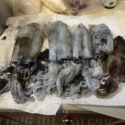 アオリイカ