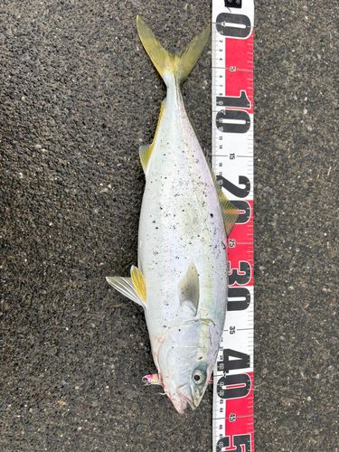 釣果