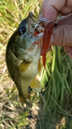 ブラックバスの釣果