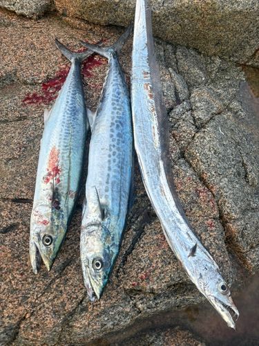 サゴシの釣果