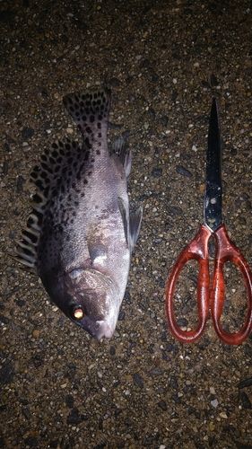 コショウダイの釣果