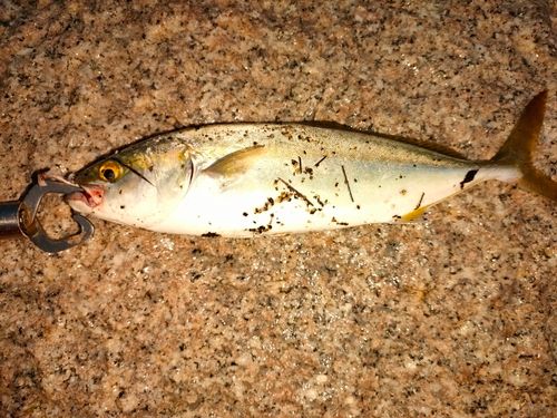 ツバスの釣果