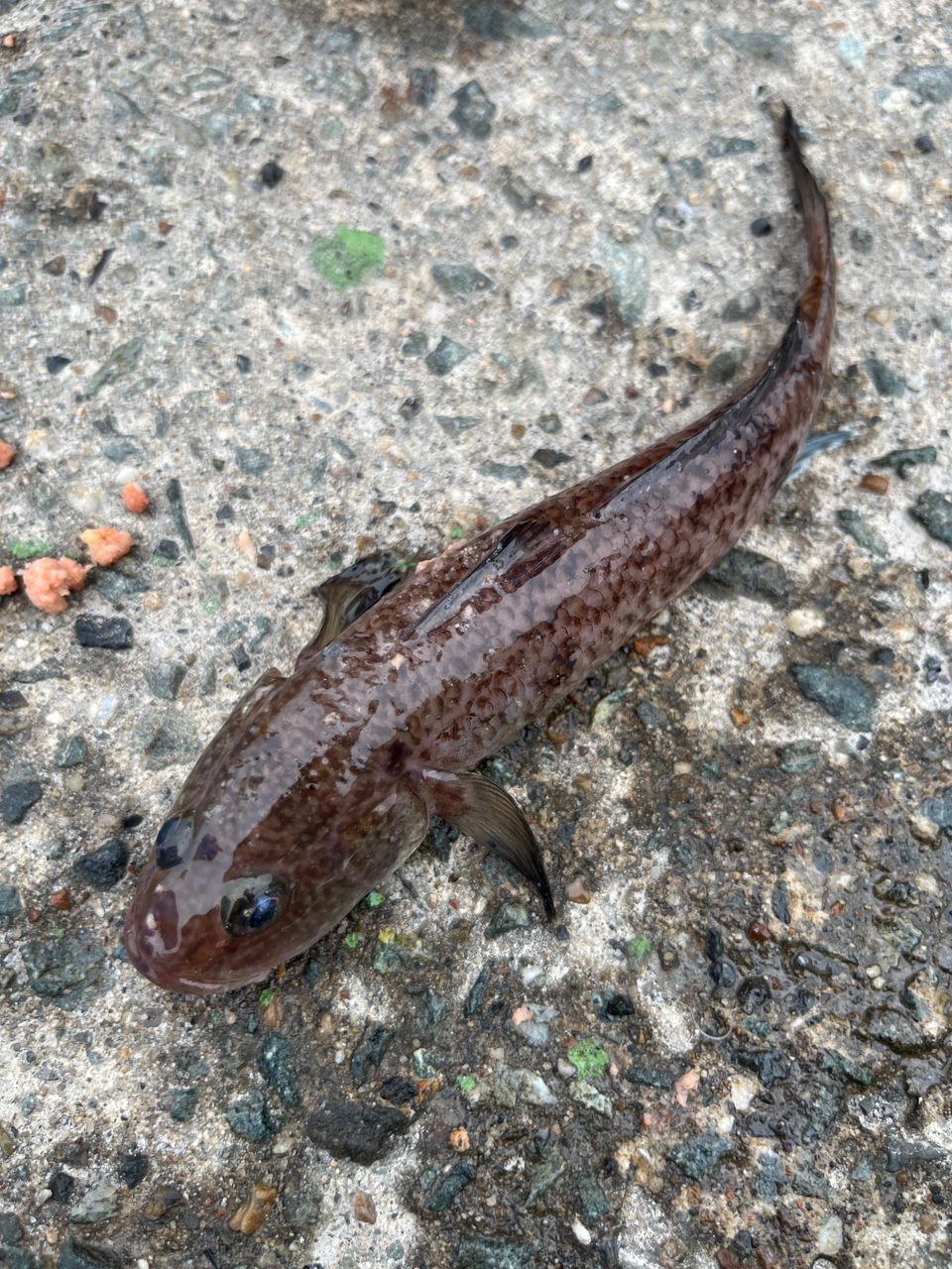 ハゼ