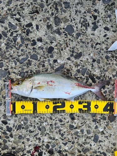 ネリゴの釣果