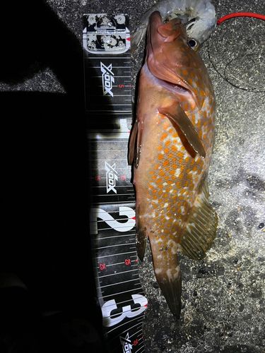 キジハタの釣果